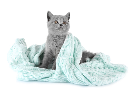 Cute gray kitten on warm plaid isolated on whiteの写真素材