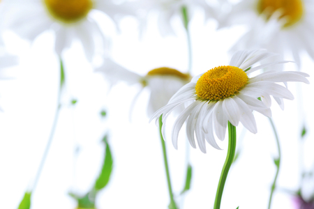 Closeup of beautiful chamomile flowersの写真素材