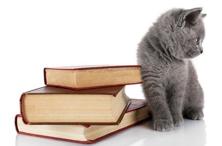 Cute gray kitten with pile of books isolated on whiteの写真素材