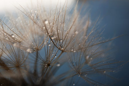 Beautiful dandelion with water drops on gray backgroundの写真素材