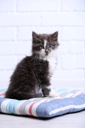 Cute gray kitten on pillow on floor at homeの写真素材