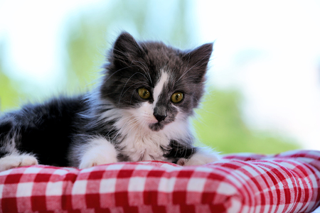 Cute gray kitten on windowsill at homeの写真素材