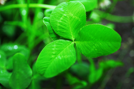 Clover leaves, closeup