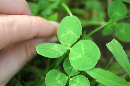 Clover leaves, closeup