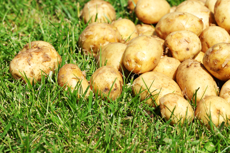 New potatoes over green grass backgroundの写真素材