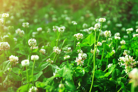 Thickets of blossoming cloverの写真素材
