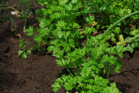 Fresh herbs growing in gardenの写真素材