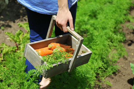 Female hands with wooden basket of new fresh carrots in gardenの写真素材