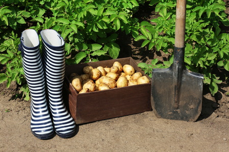 New potatoes in wooden crate near shovel and rubber boots over garden backgroundの写真素材