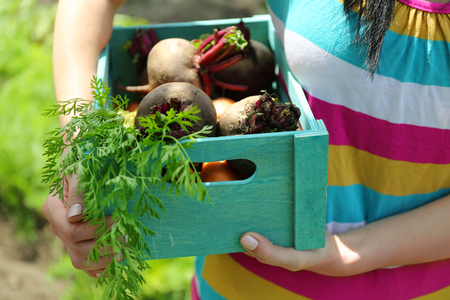Female hands holding wooden crate with fresh new vegetables in gardenの写真素材