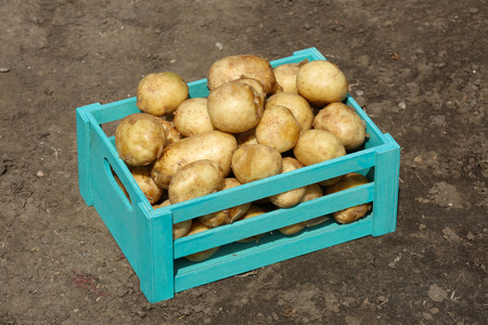 New potatoes in wooden crate over soil backgroundの写真素材