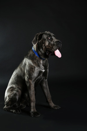 Cane corso italiano dog on black backgroundの写真素材