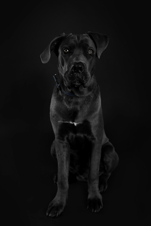 Cane corso italiano dog on black backgroundの写真素材