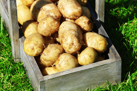 New potatoes in wooden crate over green grass backgroundの写真素材