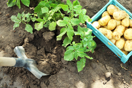 New potatoes in wooden crate and potato tuber over soil backgroundの写真素材