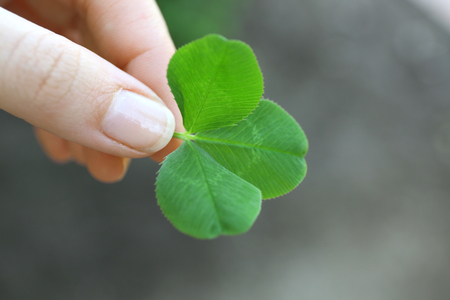 Clover leaves in female hand on blurred backgroundの写真素材