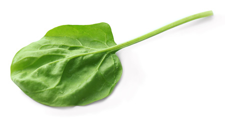 Fresh spinach leaf isolated on whiteの写真素材
