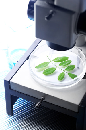 Green leaves in microscope close-upの写真素材