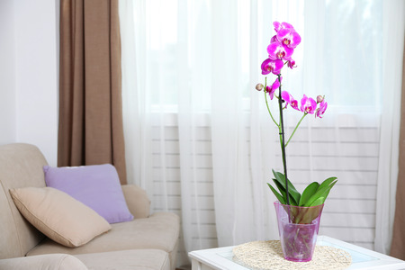 Beautiful lilac orchid in pot on table in roomの写真素材