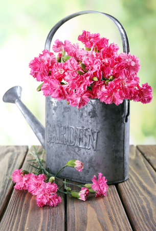 Beautiful bouquet of pink carnation in watering can on bright backgroundの写真素材