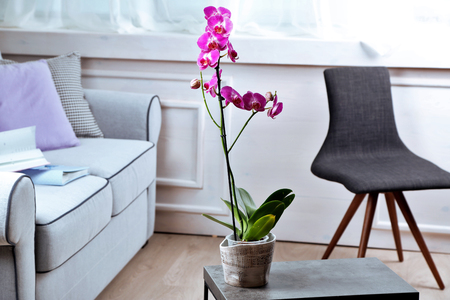 Beautiful lilac orchid in pot on table in roomの写真素材