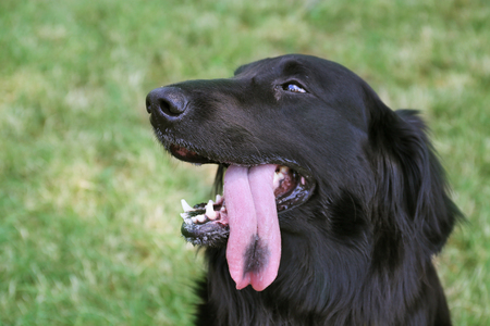 Portrait of big black dog over green grass backgroundの写真素材