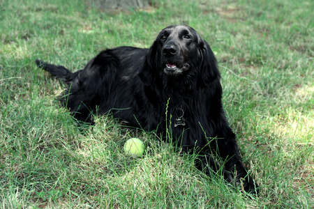 Big black dog with ball over green grass background