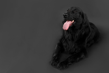 Portrait of big black dog on black backgroundの写真素材