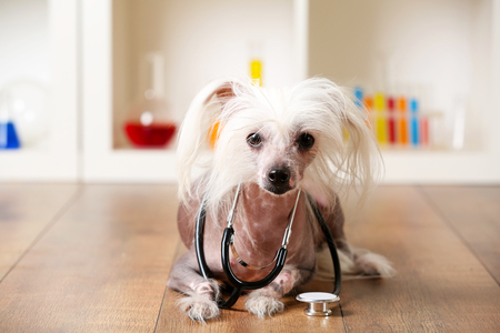 Hairless Chinese crested dog with stethoscope in laboratoryの写真素材