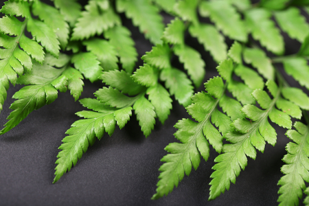 Green leaves on dark surface, closeupの写真素材
