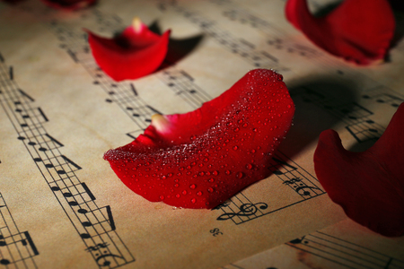Beautiful rose petals on music sheets, closeupの写真素材