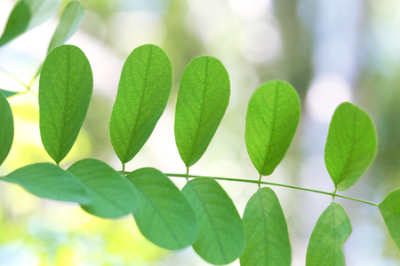 Green leaves of acacia tree branch, closeupの写真素材
