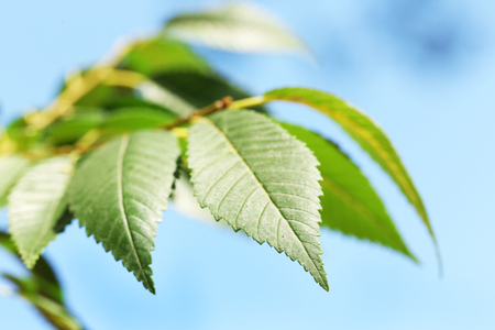Green leaves of tree branch, closeup
