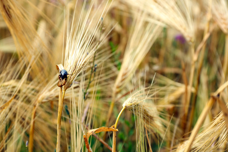 Beautiful summer fieldの写真素材