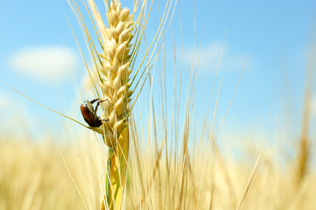 Beautiful beetle on wheat ear in fieldの写真素材