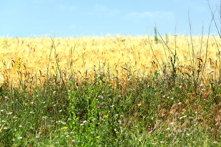 Beautiful summer field