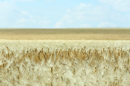Beautiful summer fieldの写真素材