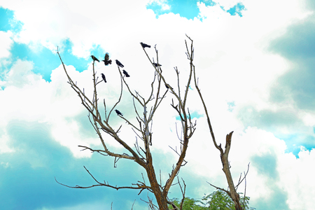 Birds on dry tree on blue sky backgroundの写真素材