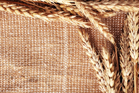 Spikelets on sackcloth backgroundの写真素材