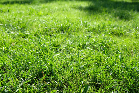 Green grass backgroundの写真素材