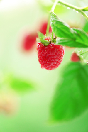 Branch of raspberries on blurred nature backgroundの写真素材