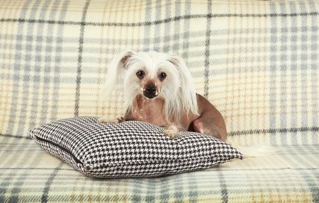 Chinese Crested dog resting on sofa, indoorsの写真素材