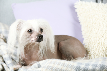 Chinese Crested dog resting on sofa, indoorsの写真素材