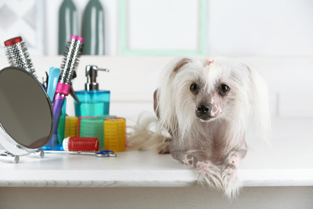 Portrait of Chinese Crested dog at barbershopの写真素材
