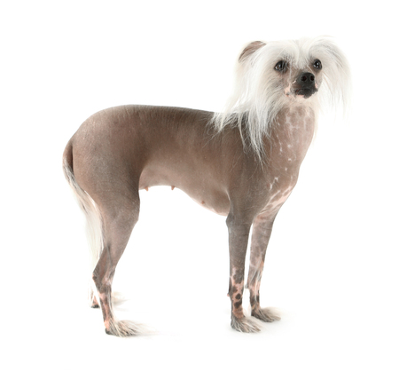 Chinese Crested dog isolated on whiteの写真素材