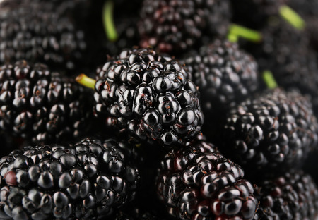 Fresh mulberry, closeupの写真素材