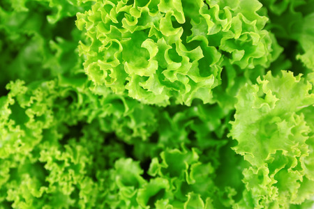 Green fresh lettuce close up