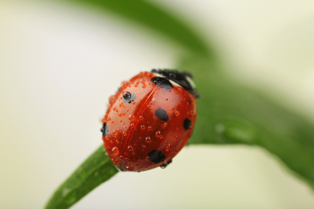 Ladybug on leaf, closeup