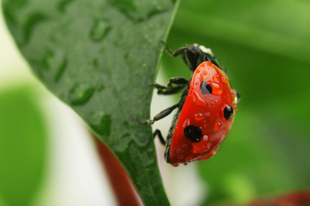 Ladybug on leaf, closeupの写真素材