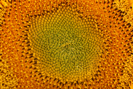 Beautiful sunflower close upの写真素材